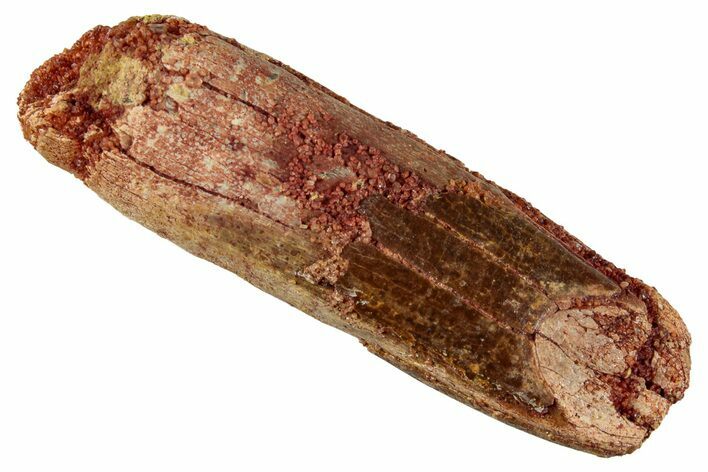 Fossil Sauropod Dinosaur (Titanosaur) Tooth - Morocco #267284